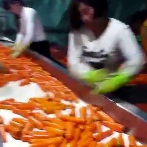 胡萝卜乐动ledong（中国）机视频